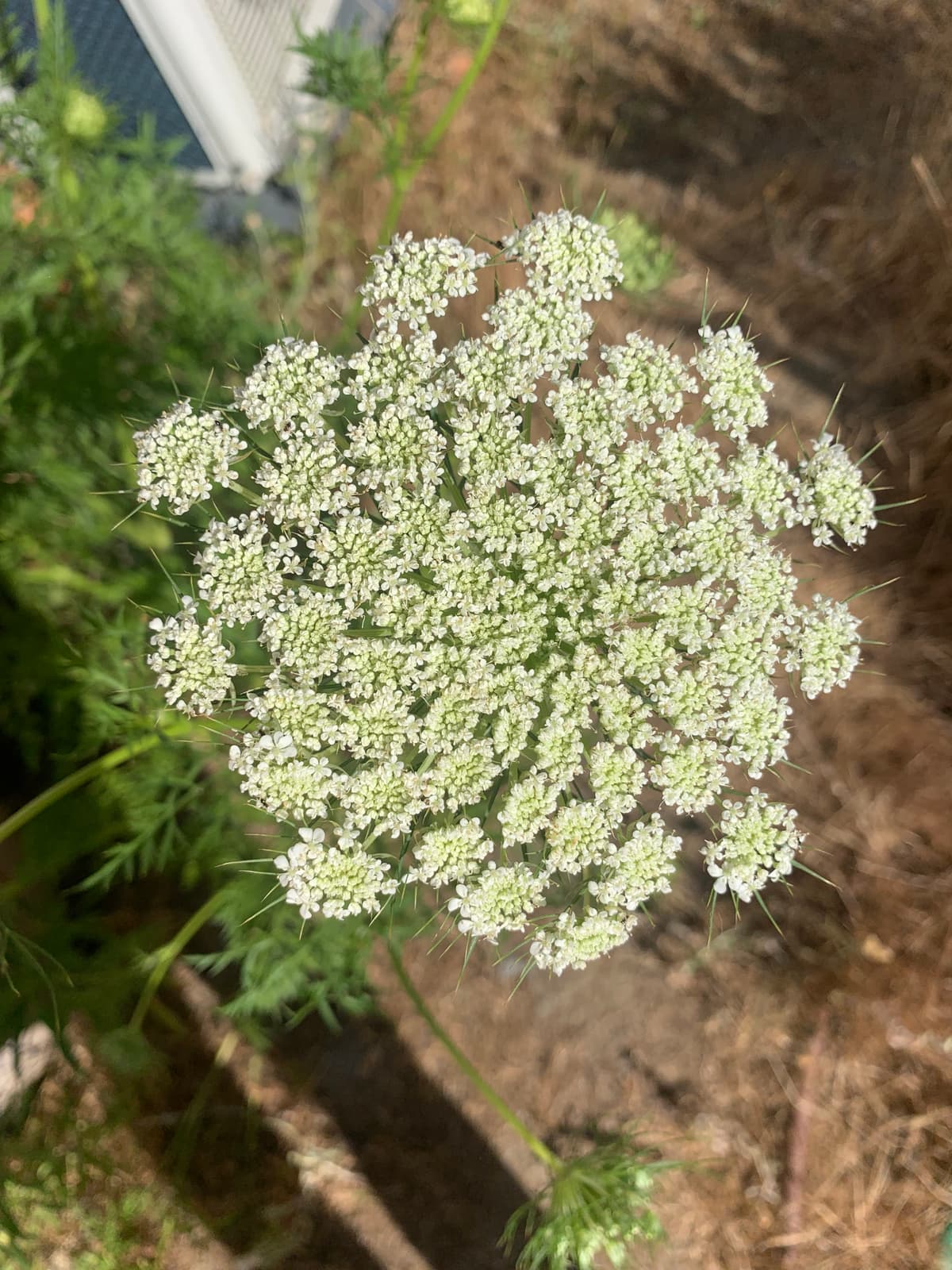 Daucus