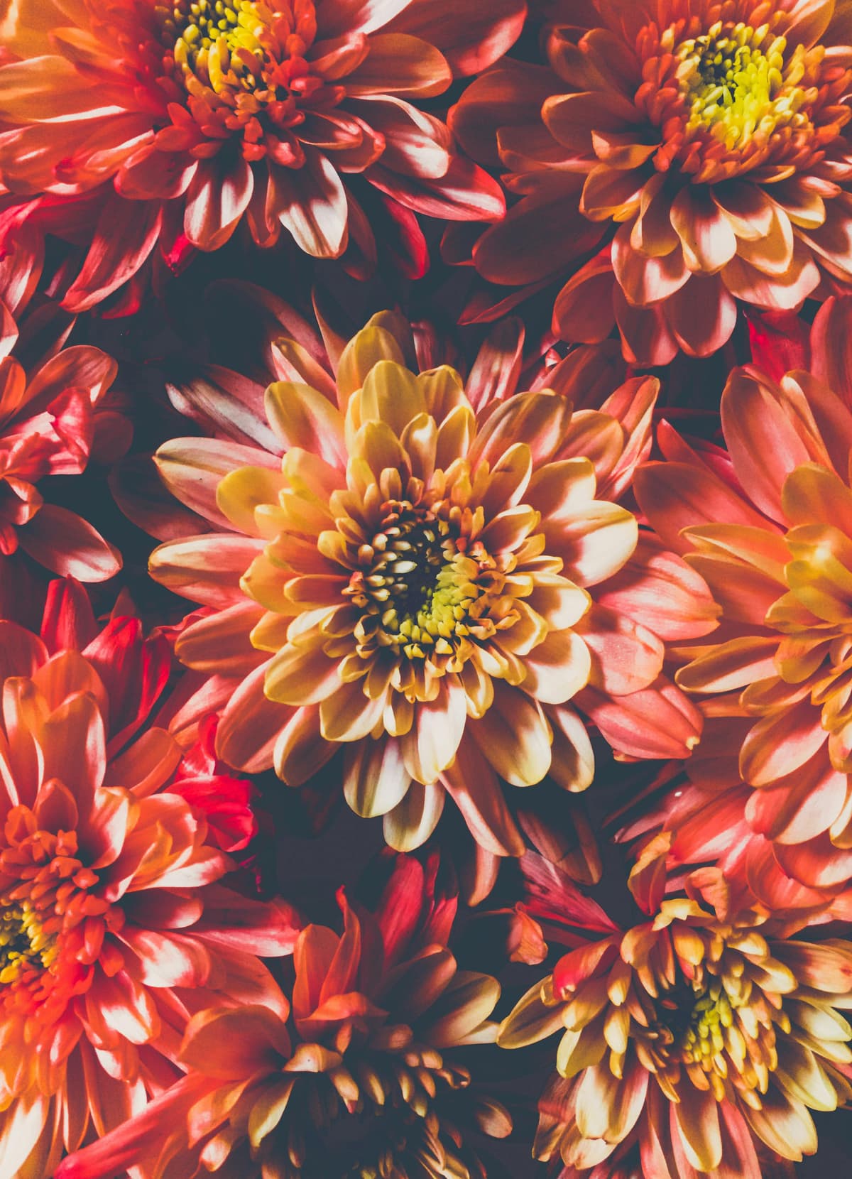 Dahlias