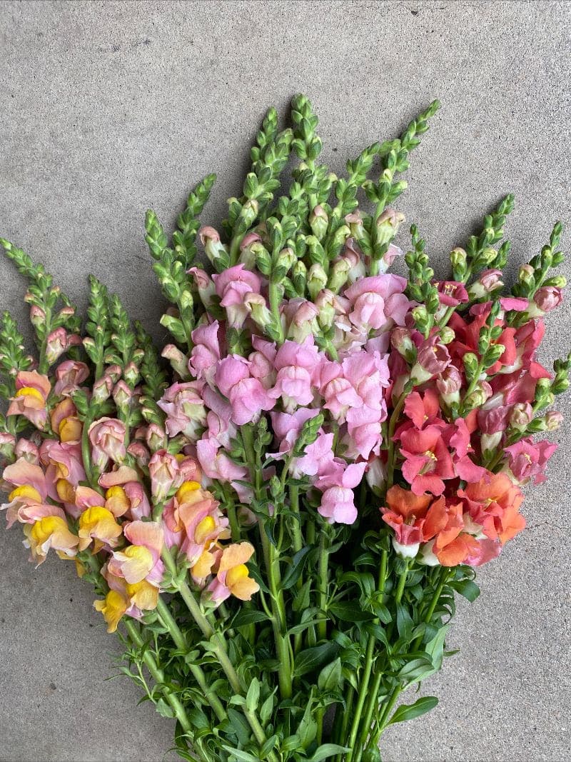 Snapdragons