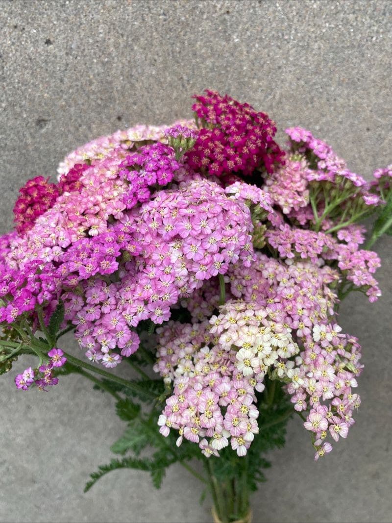 Yarrow